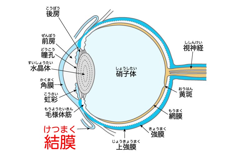 結膜弛緩症のイメージ画像