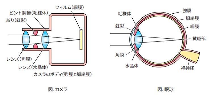 近視のイメージ画像01
